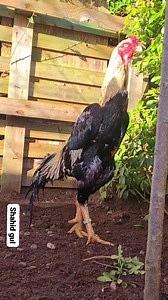 25K views · 1K reactions | MashAllah my shamo rooster still looking good ready for breeding this year | SHAMO UK | Facebook