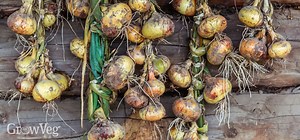 Growing Onions from Sowing to Harvest