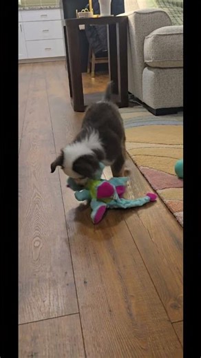 Hi im Dolly the mini aussie! #puppy #newchannel #miniaussie