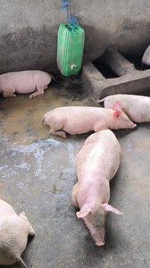 Voici comment on nourrir nos porcs 🐷 en démarrage #elevage #alimentationsaine #porc #pigs #recette | chefagriculture