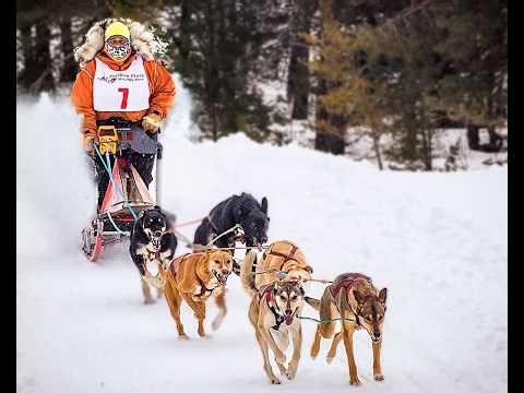 Northern Pines Sled Dog Race 2026