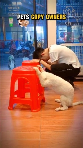 other pet copy owner vs this one 😈🔥