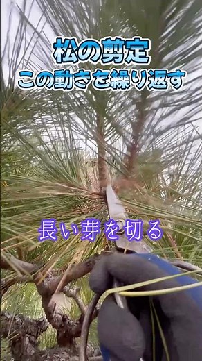 松の剪定１５秒だけで少し分かる方法#庭師