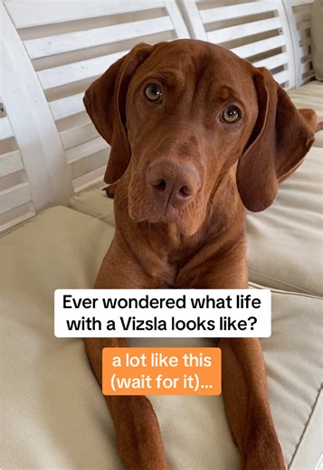 Life with a Vizsla: Chaos and Cuddles
