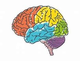 Discover the Brain Lobes: Functions and Disorders