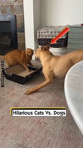 62K views · 206 reactions | Hilarious Cats Vs. Dogs | McClure Kids | Facebook