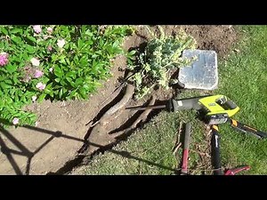 How to Remove Tree Roots for Dummies