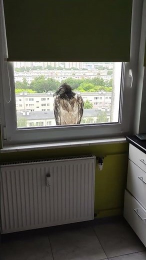 Single Person Spots Rare Bird Waiting at Window