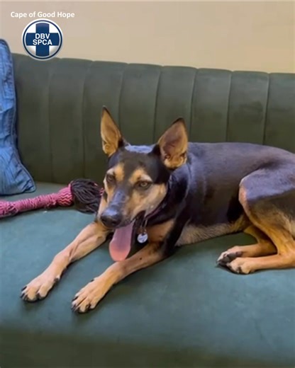 💛 ANGEL: FROM SURVIVOR TO PROTECTOR 💛 Some heroes aren’t born with capes… they grow wings when they’re given love. Just seven months after being adopted, Angel has already shown her family exactly who she is - brave, loyal, and instinctively protective. During her usual evening walk at a local park, Angel, who is normally calm and friendly off leash, suddenly became alert when a man known for dumping waste and behaving inappropriately entered the area. Without hesitation, she stepped in front 