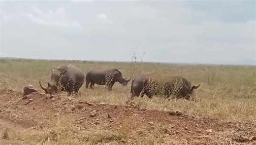 1.6K views · 24 reactions | Rhinos at Nairobi National Park! Yes —...