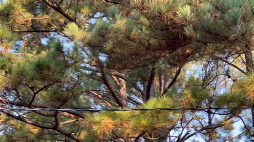 23K views · 48 reactions | Here is a video of Pafford Emergency Medical Services helicopter N613PA flying over E Jackson Ave in Monticello Arkansas at 8:58 am on Friday September 19th 2025 flying to Warren Arkansas (Bradley County Medical Center) | South Ark Weather & News | Facebook