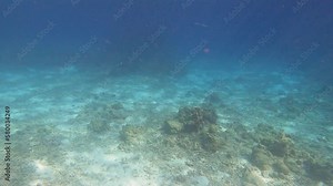 Barracuda fish swimming in Coral reefs of Surin islands national park, Phang Nga, Thailand.