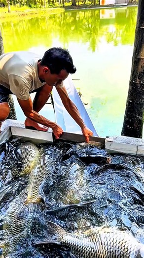 STOCKING THE POND WITH CRISPY CARP