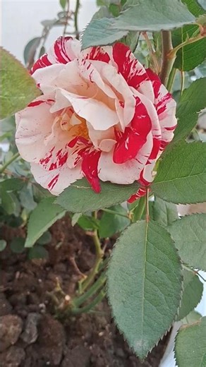 Fertilizer For Rose Plant | Rose Fertilizer | Fertilizer | #rosefertilizer #fertilizer #flowers