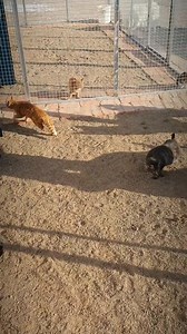 10K views · 656 reactions | A bag of 4 cats at the market ,you dont...