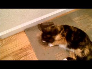 How to Train a Cat to Be a Mouser