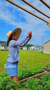 String Method Of Growing Tomato Plants Vertical Gardening #growyourownfood #veggiegarden #tomatoes #trellis | Kabsat