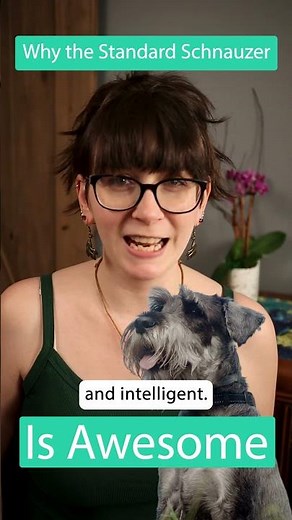 Why The Standard Schnauzer Is Awesome