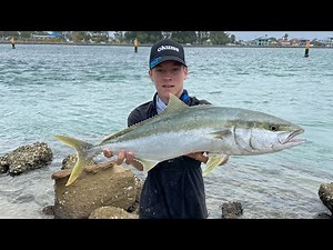 Popping for big yellowtail kingfish swansea bridge