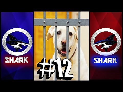 Ghetto Animal Voiceover Compilation #12 "Quarantine and Chill" | by Itz Shark