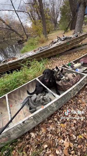 Someone is a little excited to go duck hunting! #lab #Labrador #hunting #funny #duckdog