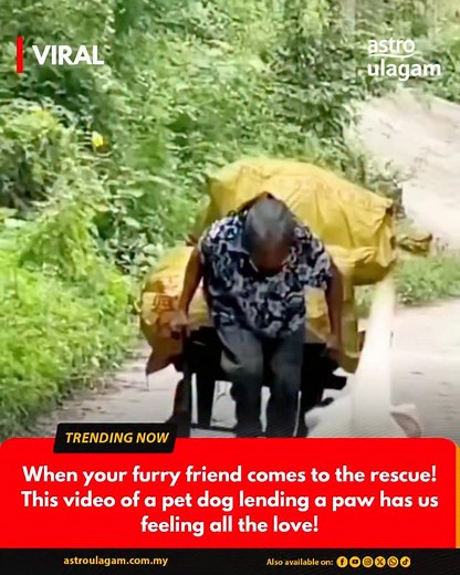 27K views · 27K reactions | This adorable dog didn’t hesitate to lend a paw when his owner needed help. Credits : Y/saikhamtai8665 | Astro Ulagam | Facebook