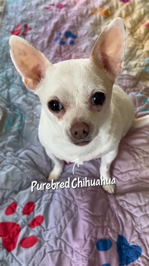 Mija Leon Brynlee on Instagram: "How To Tell A Purebred VS An Inbred Chihuahua #chihuahua #chihuahuas #cutedog #cutedogs #funnydog #funnydogs"
