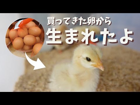 【ひよこ孵化】０から始めるひよこ生活！買ってきた卵を自宅で温めてひよこ誕生