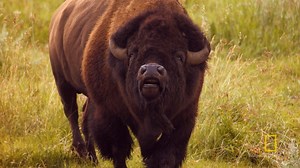 Weighing in at 2,000 pounds of muscle and attitude, male bison battle each other for the privilege of mating with a female. | National Geographic TV