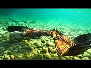 Come explore underwater with a wild mermaid!