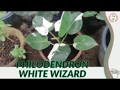 PHILODENDRON 'WHITE WIZARD'
