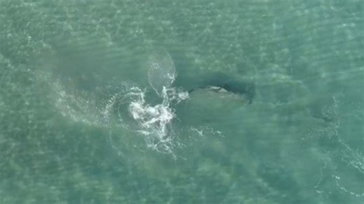 Mini-feature: Hammerheads use Florida shallows to flee bigger predators | Haystack News