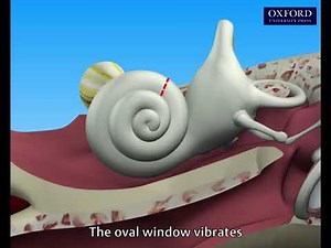 Animation 15.6 How do our ears work?