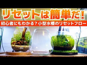 初心者向け小型水槽リセット方法＆ベタの引っ越し ボトルアクアリウムのリセットは簡単だ #アクアリウム 【ビバアクア】