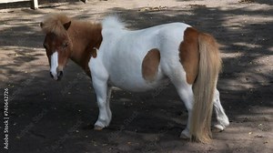 Shetland pony, a Scottish breed of pony from Shetland Islands, Scotland