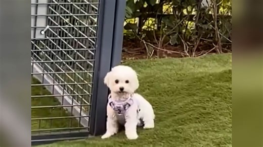 Dogs Not Playing With Bichon Frise