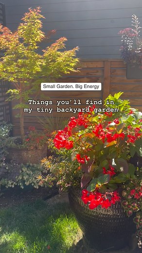 217 reactions · 7 comments | Things you’ll find in my tiny backyard...