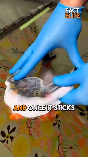 Man Learns Danger of Hydro Dipping Permanently 🎨 | Fact Elite