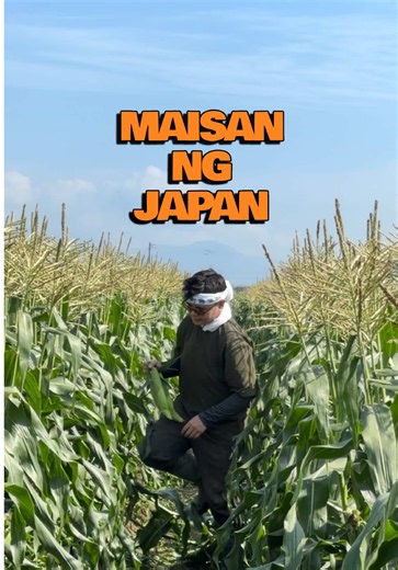 Corn Season in Japan: Pinoy Farmer Tips from Makaino Farm