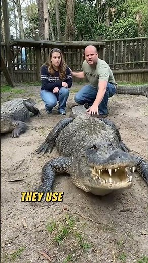 Gator Claws