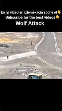 WOLF ATTACK, WOLVES VS DOGS #youtube #shorts #short #subscribe #shortvideo #viral #viralvideo #fyp