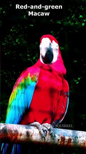 Meet the Stunning Red-and-Green Macaw at Delhi Zoo