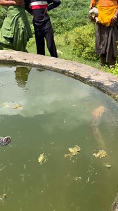 32M views · 10K reactions | अजगर साँप का rescue  #viralreels #sarpmitraneerajprajapat #snakeofindia #python #अजगर | Sarpmitra Neeraj Prajapati | Facebook