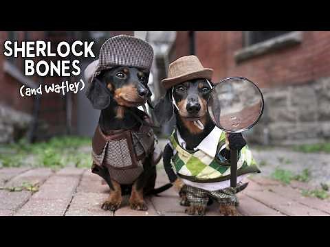 Ep 17: Sherlock Bones & Watley Solve the Case! - (Funny Dog Detective Video!)