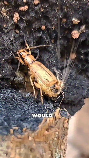 "Bombardier Beetle – Nature’s Explosive Defender! 💥🐞"#beetle #animals #wildlife #wildanimals