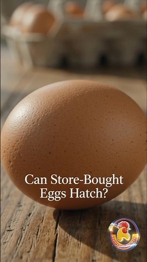 Why Don't Store-Bought Eggs Hatch Into Chicks? 🐣 The Truth Explained! | Episode 7
