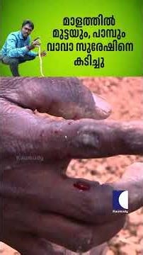 മാളത്തിൽ മുട്ടയും, പാമ്പും വാവാ സുരേഷിനെ കടിച്ചു #snakemaster #vavasuresh