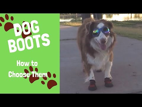 Dog Boots - How to Choose Them and Train Your Dog to Use Them