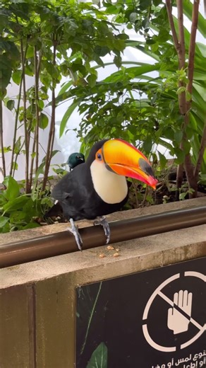 A Mini Amazon in Dubai?! 🌱🐍 | The Green Planet