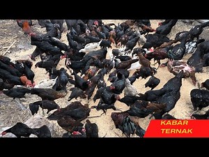 Cara Beternak Ayam Kampung Untuk Pemula Yang Masih Punya Pekerjaan lain